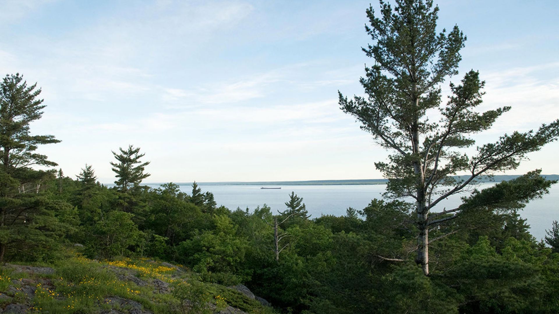 At the Gros Cap lookout, one large tree peaks out from the short shrubbery with St. Mary's River in the background.