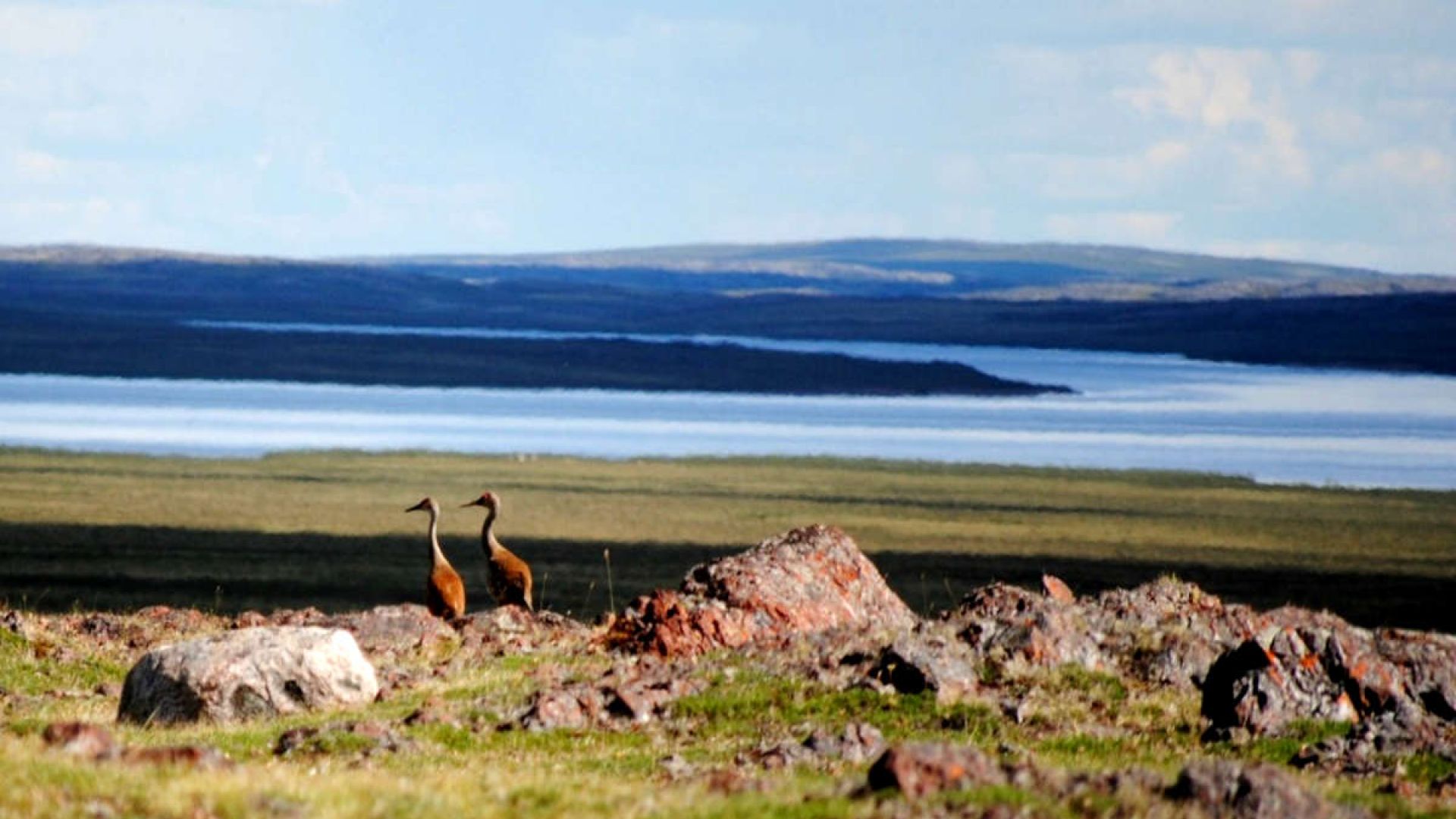 Two birds perched on a rock in the foreground of the Kazan River. 