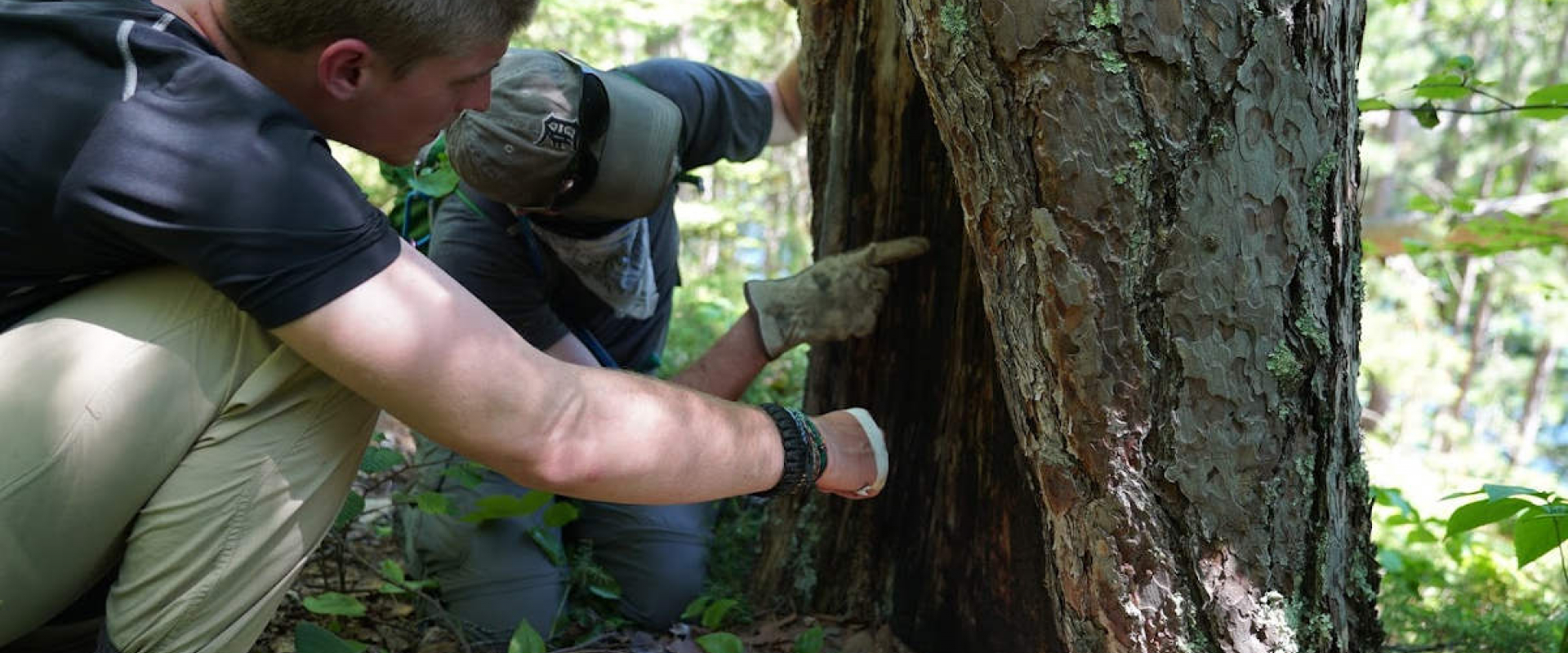 Two male researchers pointing at a blackened, fire scarred cavity at the base of a tree.