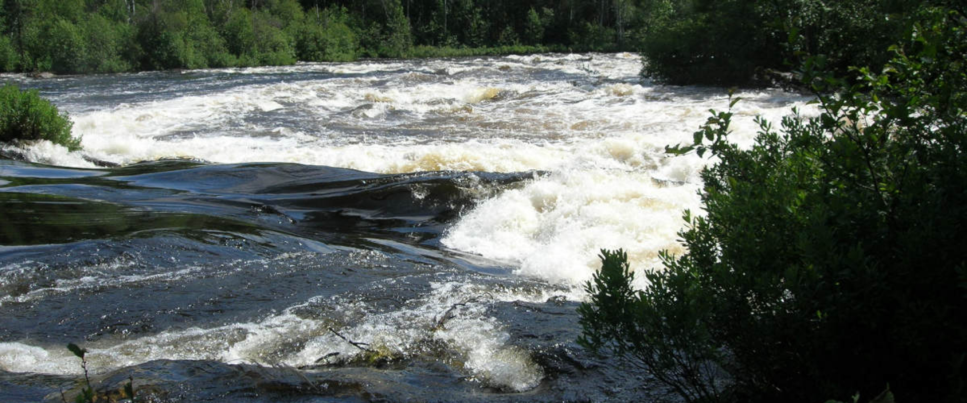 White water rapids rush through the Clearwater River surrounded by dense forestry.