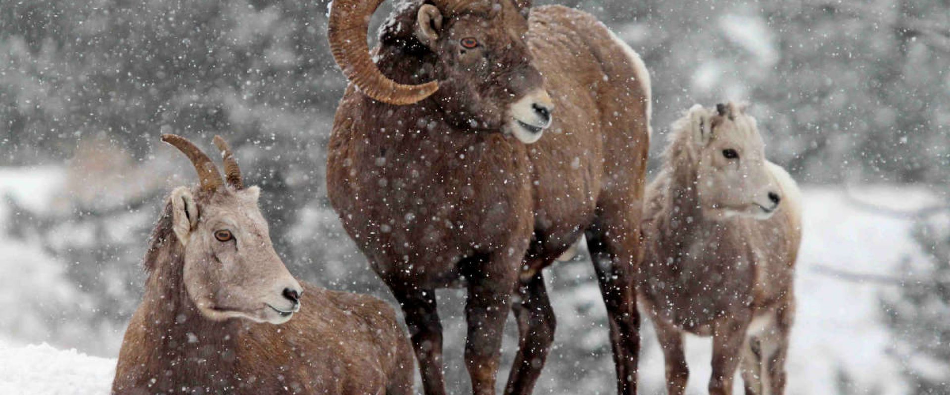 Three bighorn sheep in the sit and stand in the snow near the North Saskatchewan River. 